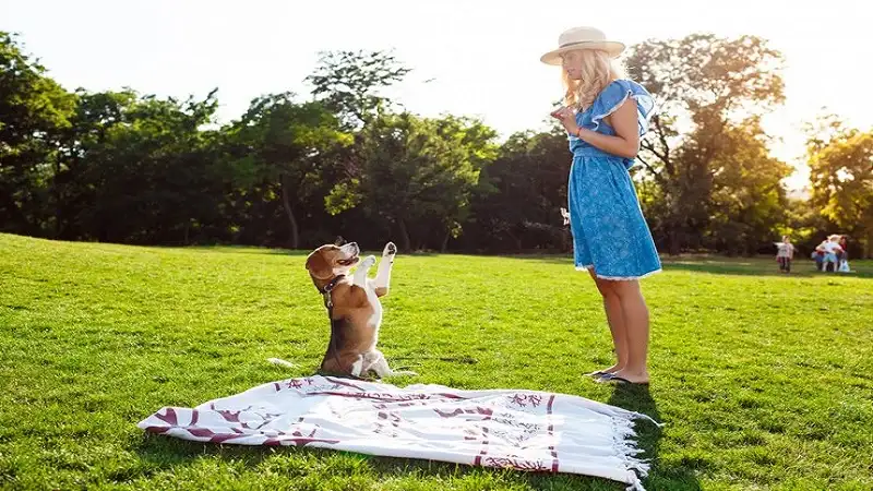 10 Playful Dog Park Toys Your Pup Will Enjoy